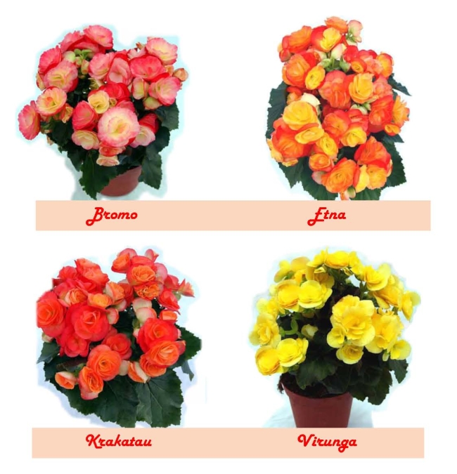 Begonia Varieties